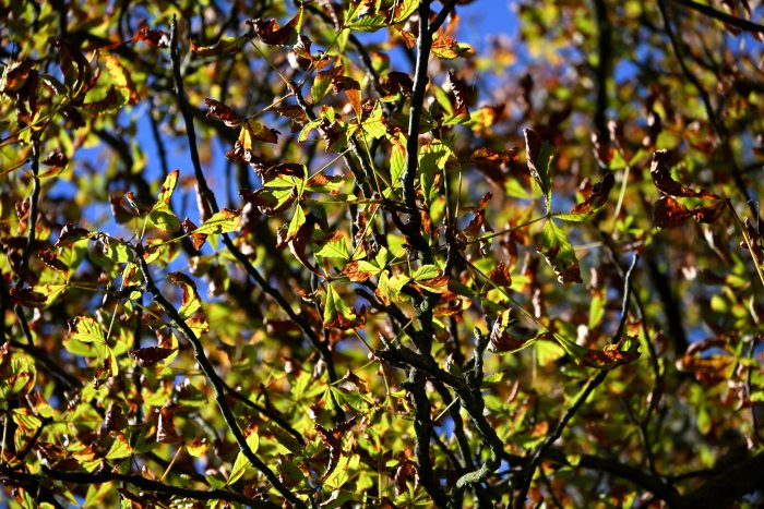 DSC_4773.JPG