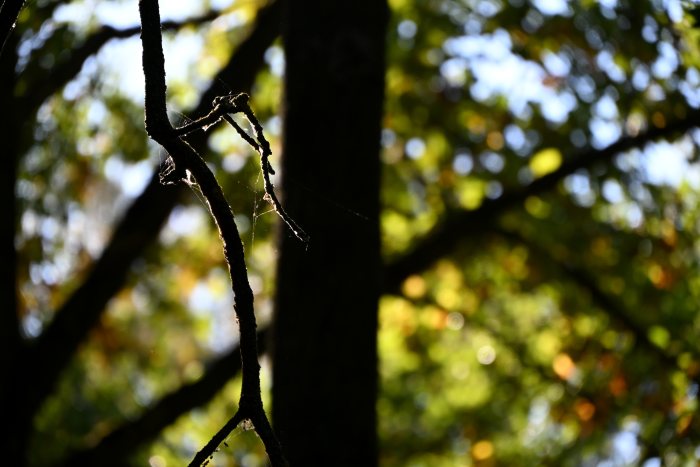 DSC_4784.JPG