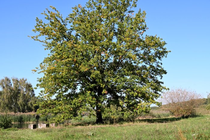 DSC_4788.JPG