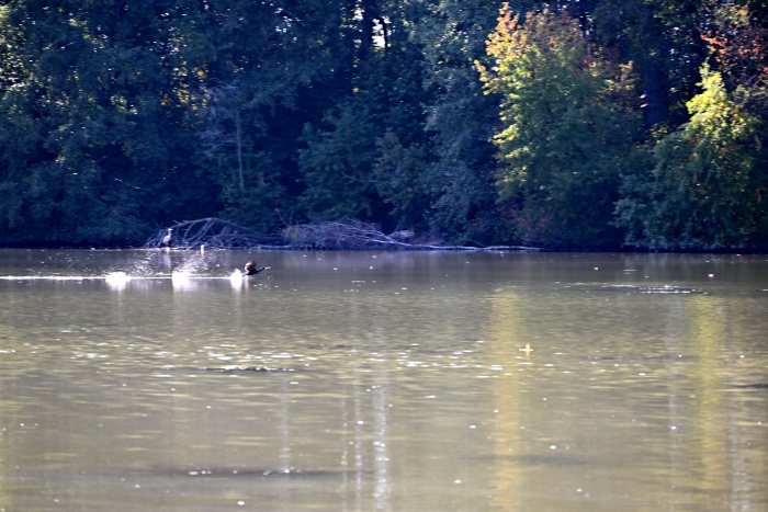 DSC_4794.JPG
