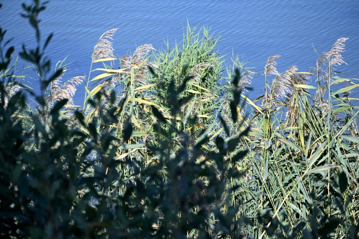 DSC_4856.JPG