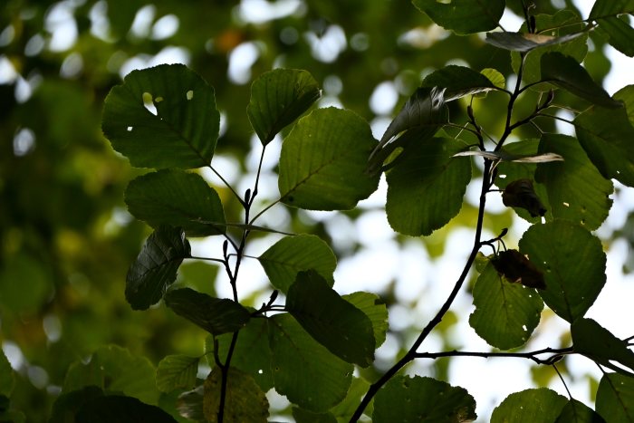 DSC_4886.JPG