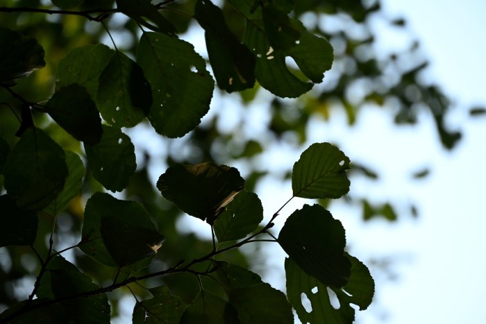 DSC_4887.JPG