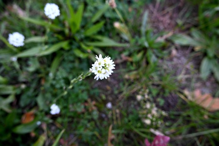 DSC_4988.JPG