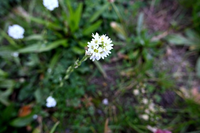 DSC_4989.JPG